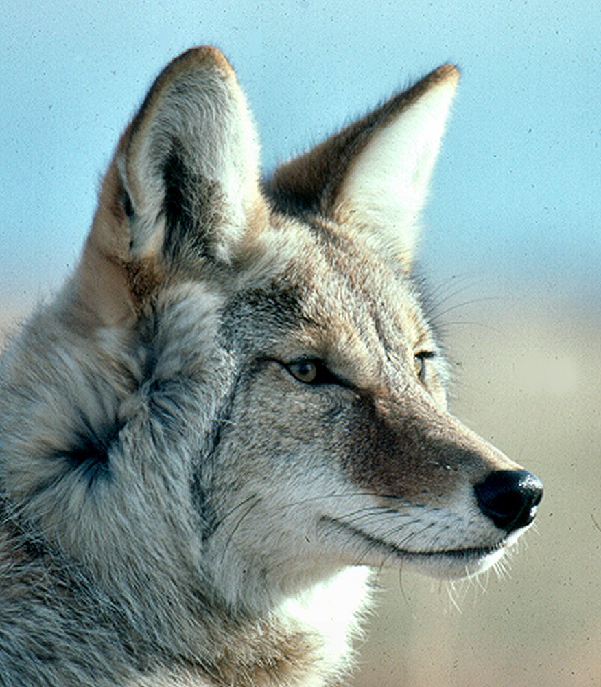 TheAmazingCoyote